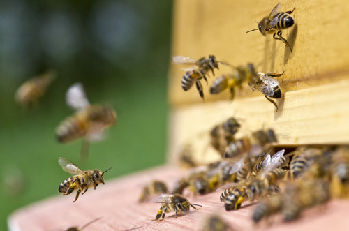 Pszczelarstwo – słodka strona życia