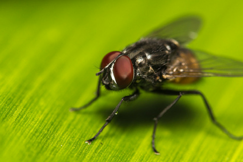 Zwalczanie owadów i insektów