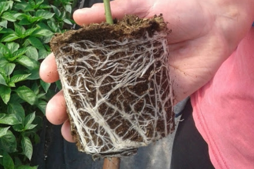 Terra Seed zaprawa nasienna i ukorzeniacz do sadzonek